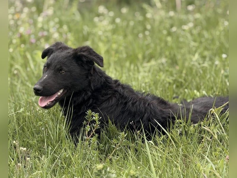 Zierliche schwarze Kata wird immer übersehen