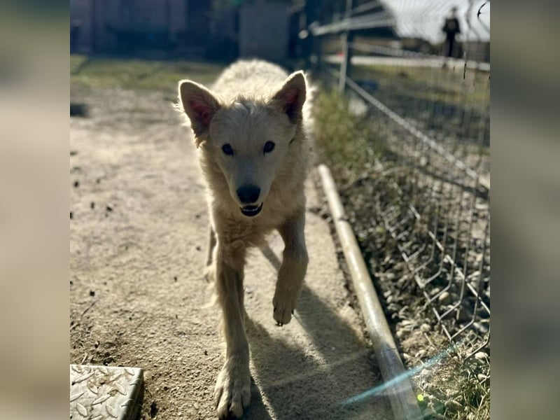 Tibor ein blonder verspielter Bub