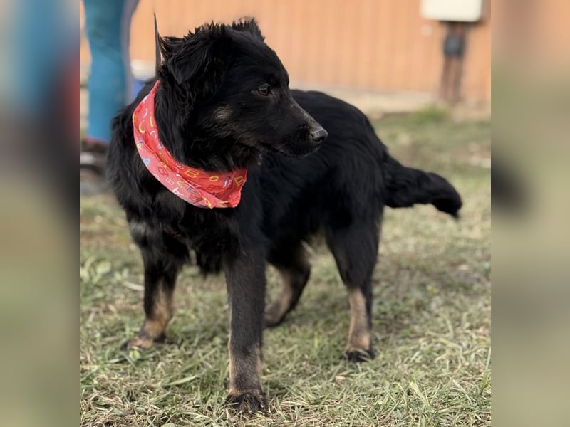 Amigo ein Engel auf vier Pfoten