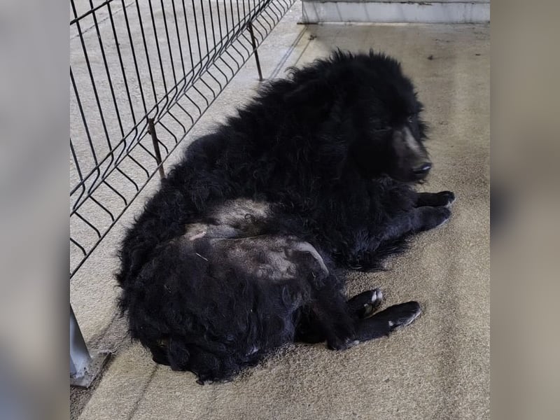 Lord - wird er je eine Chance bekommen?