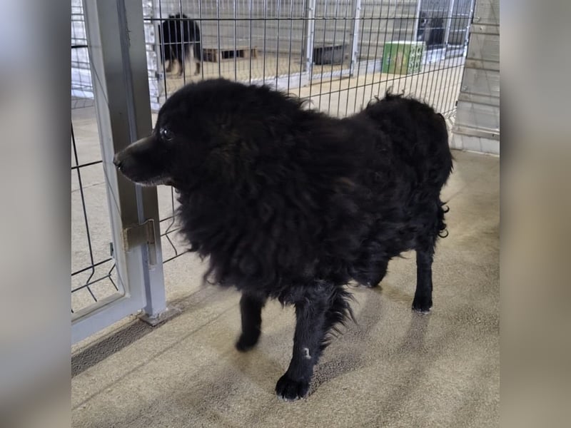 Lord - wird er je eine Chance bekommen?