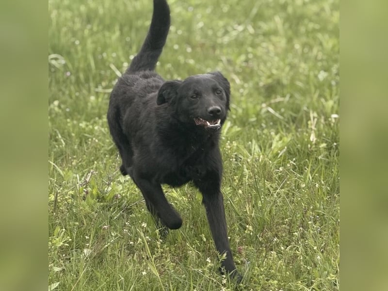 Bo ein feiner Hundebub