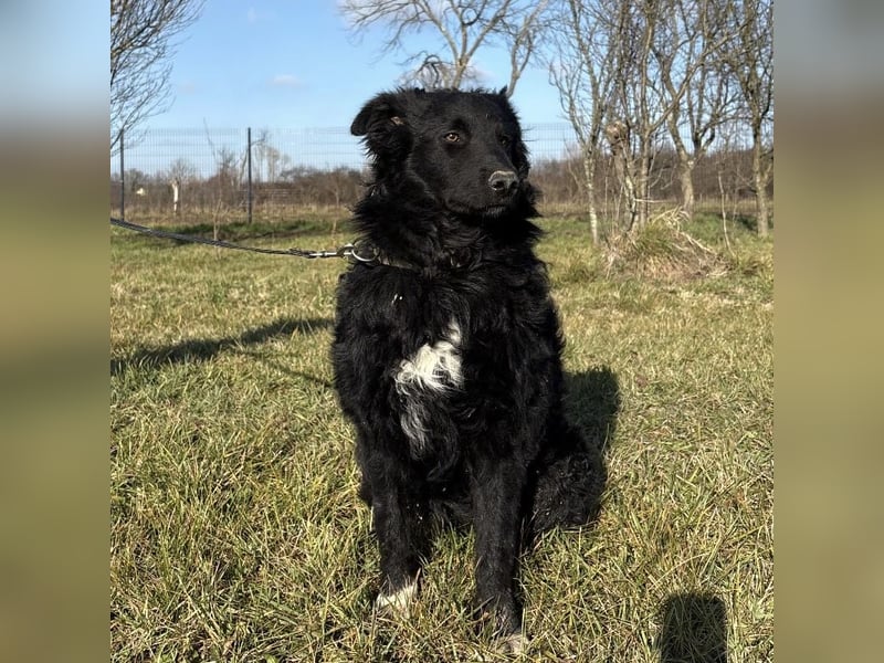 Charlie ein lieber Hundebub