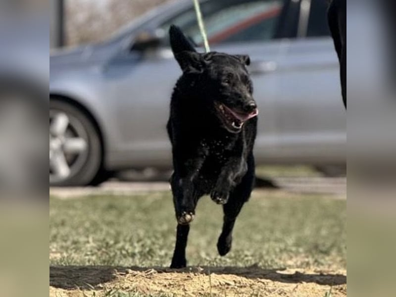 Boba eine fröhliche freundliche Hündin