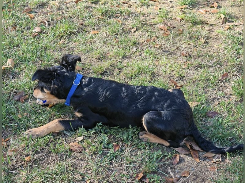 Pero ein kleiner fröhlicher