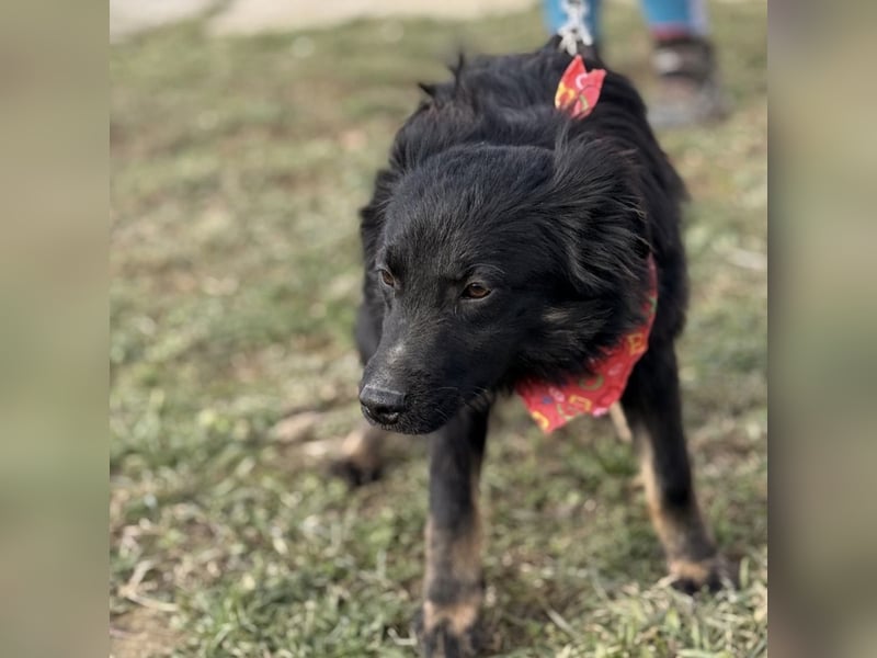 Amigo ein Engel auf vier Pfoten