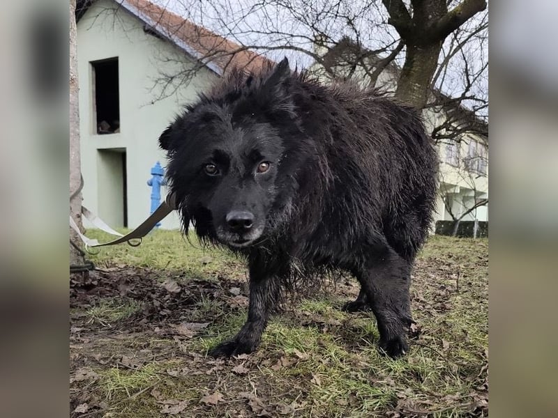 Marlo ein gutmütiger Rüde