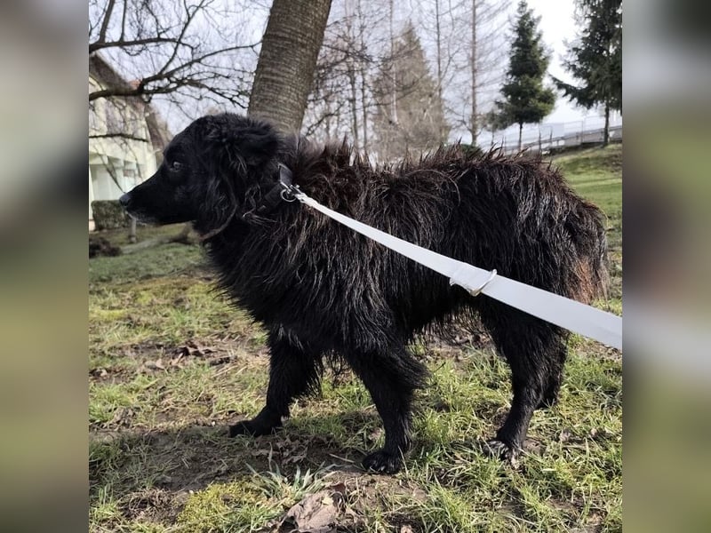 Marlo ein gutmütiger Rüde