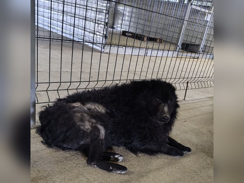 Lord - wird er je eine Chance bekommen?