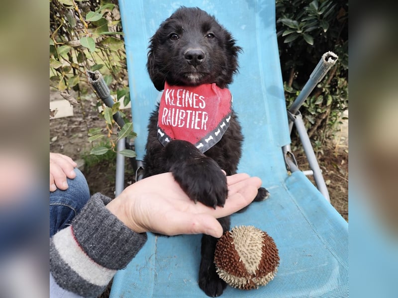Kiko ein wundervoller Schatz Kiko ein wundervoller Schatz