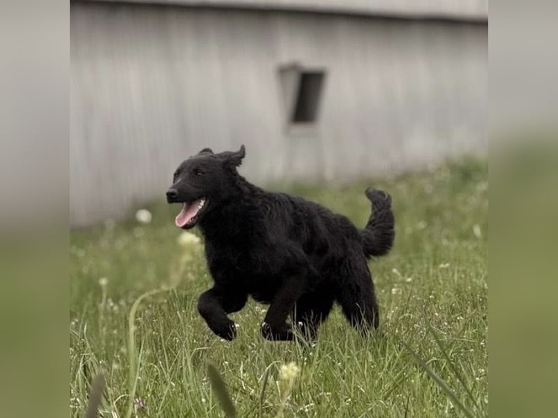 Zierliche schwarze Kata wird immer übersehen
