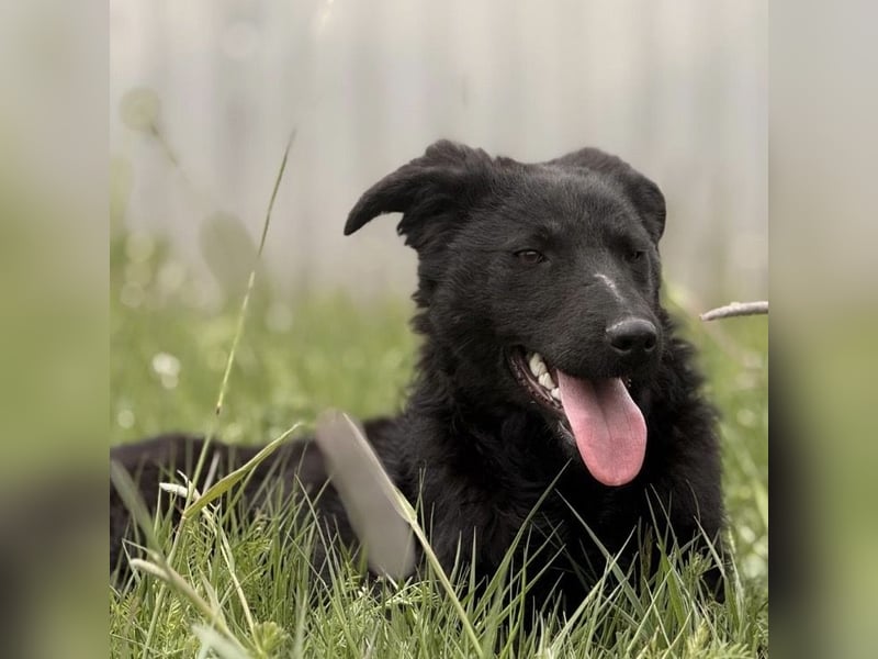 Zierliche schwarze Kata wird immer übersehen
