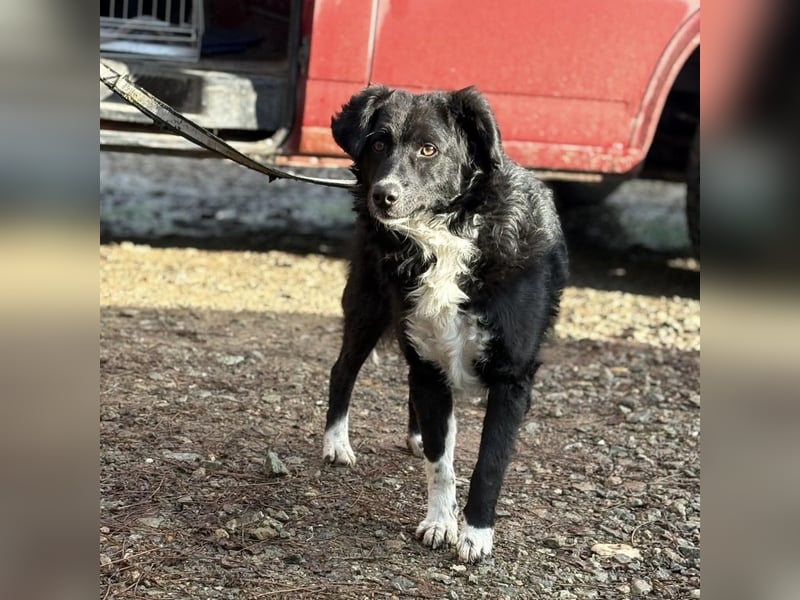 Hugo ein gutmütiger lieber Schatz