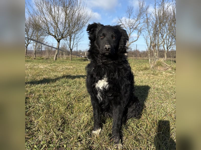 Charlie ein lieber Hundebub