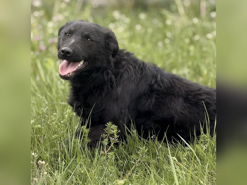 Zierliche schwarze Kata wird immer übersehen