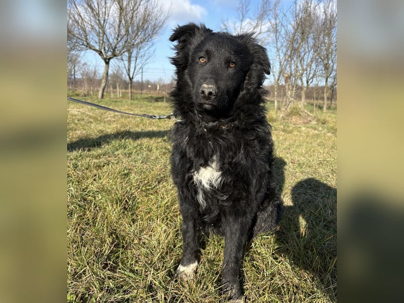 Charlie ein lieber Hundebub