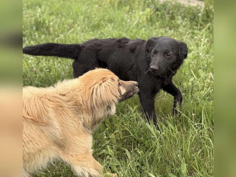 Bo ein feiner Hundebub