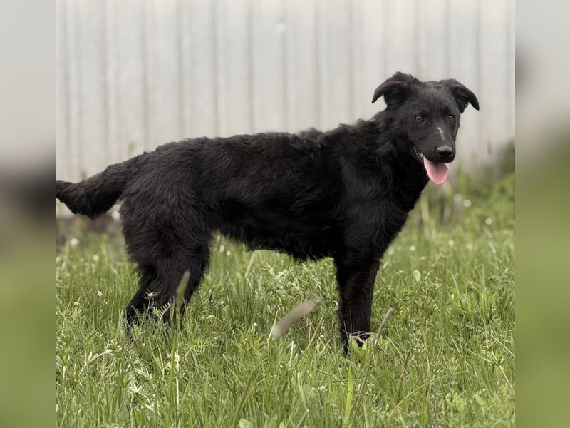 Zierliche schwarze Kata wird immer übersehen