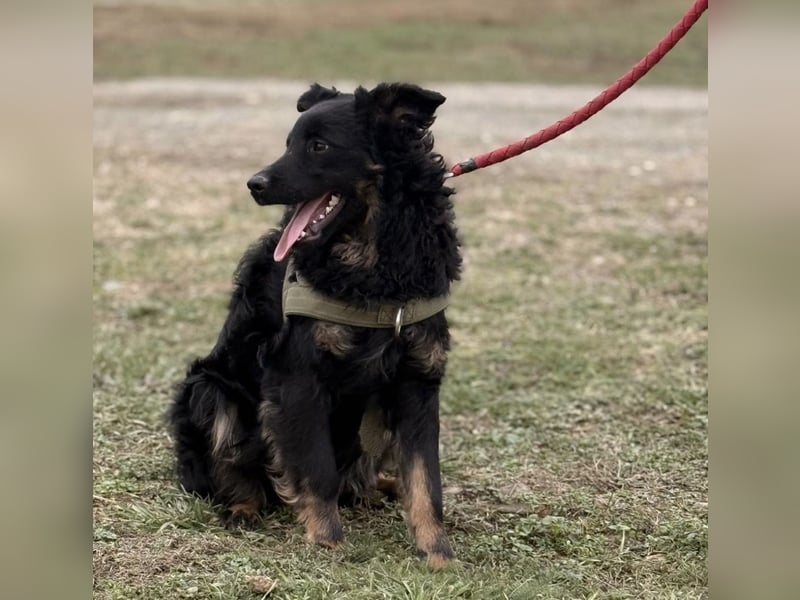 Atlas ein wundervoller Rüde