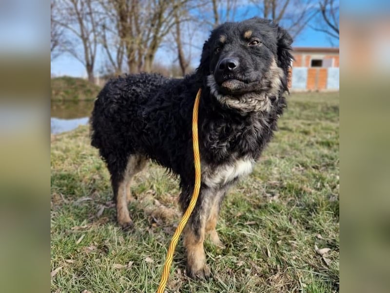 Laloo ein Schatz auf vier Pfoten