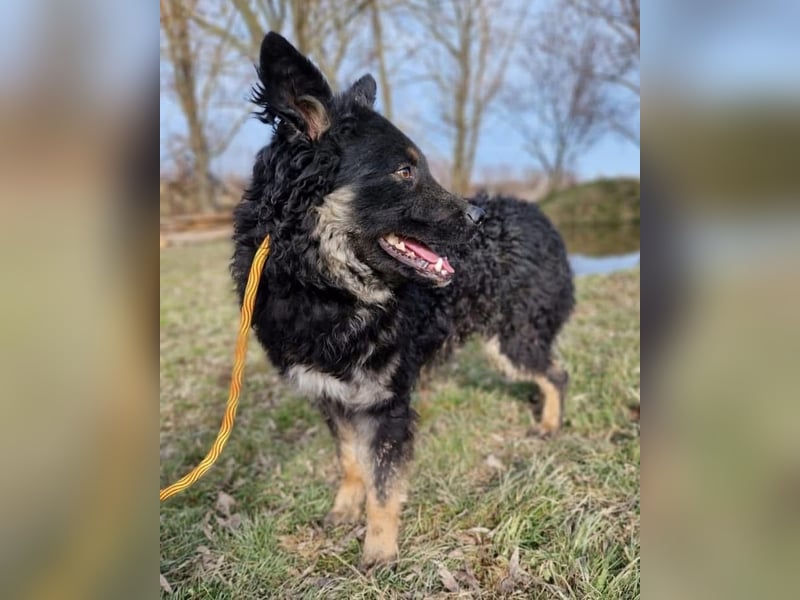 Laloo ein Schatz auf vier Pfoten