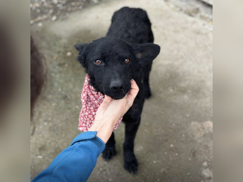 Layla ein sanfter ruhiger Schatz