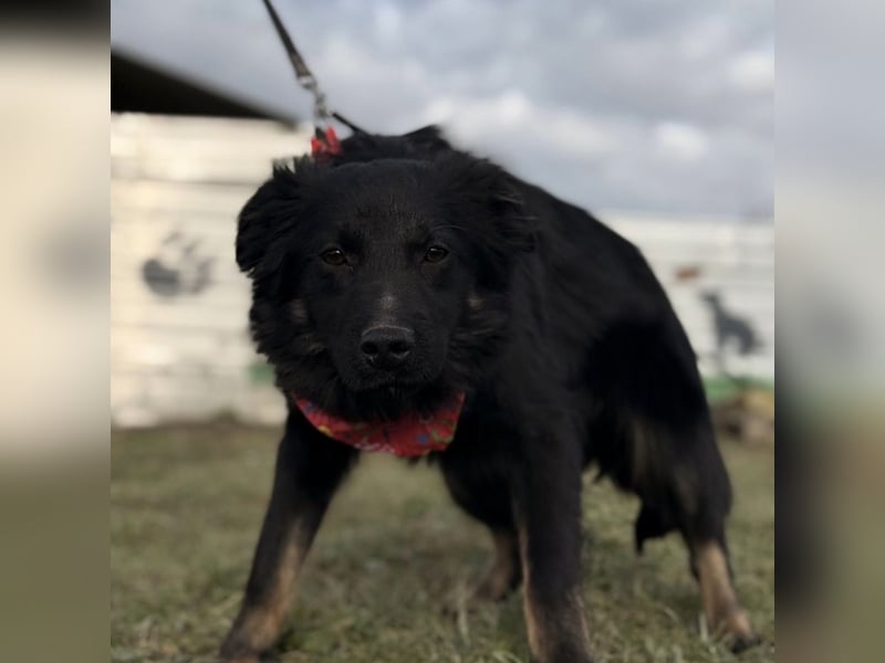 Amigo ein Engel auf vier Pfoten