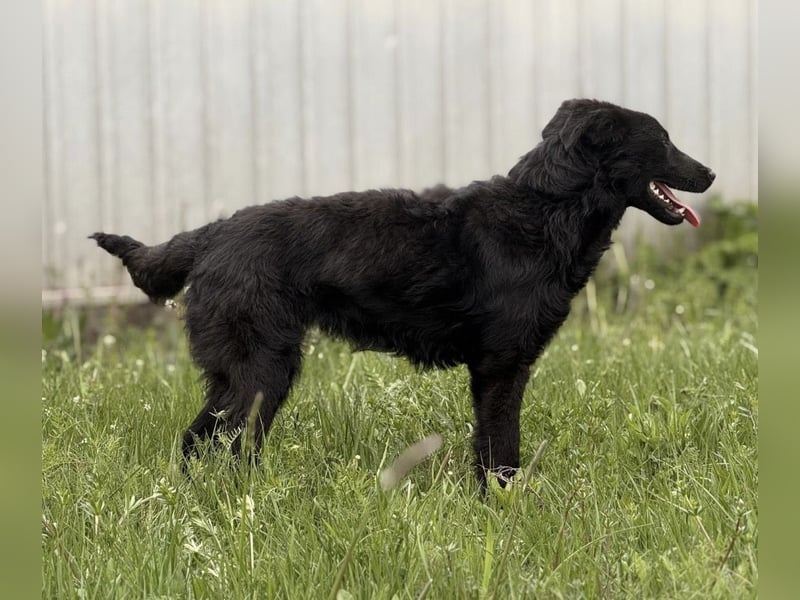 Zierliche schwarze Kata wird immer übersehen