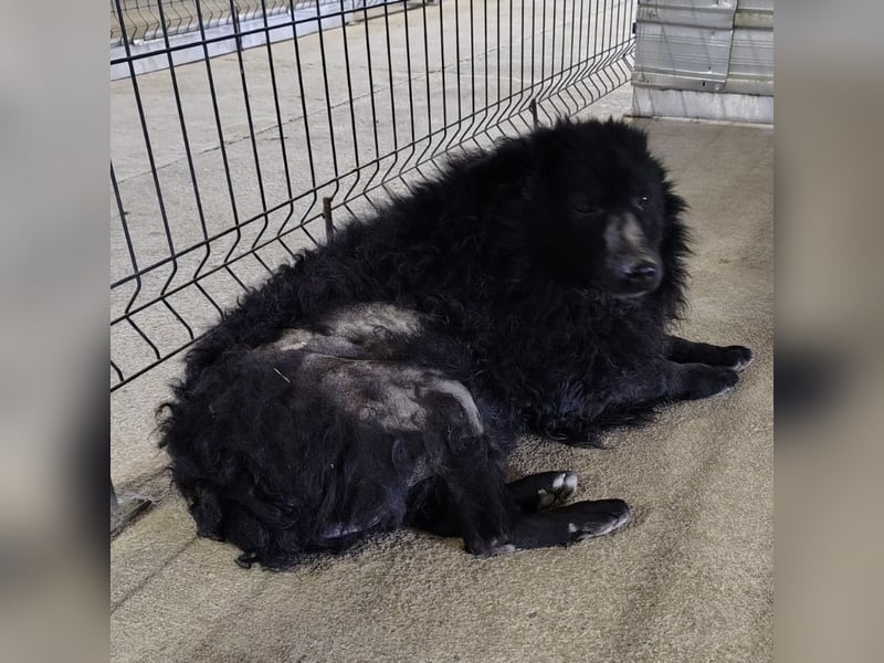 Lord - wird er je eine Chance bekommen?