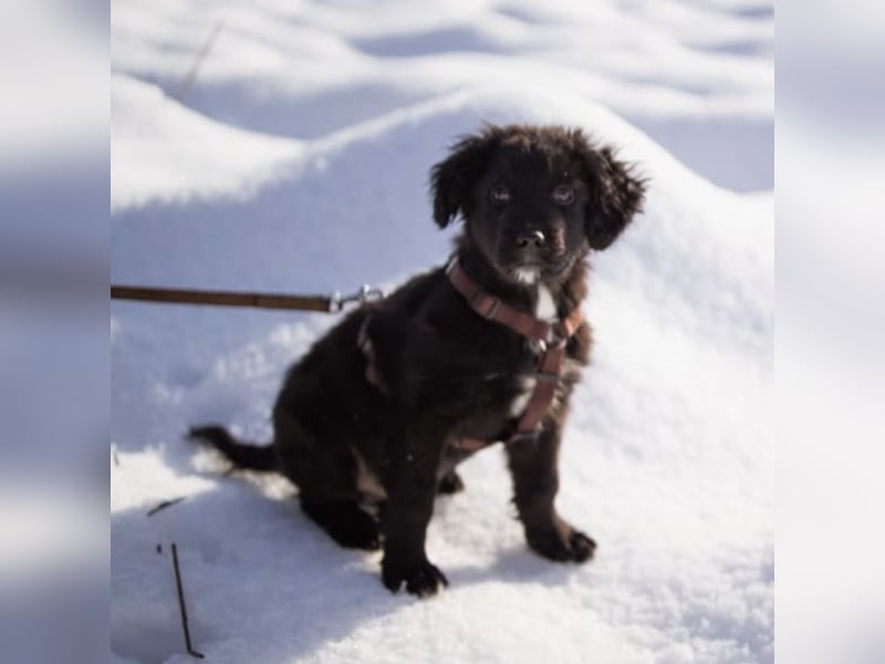Buddy ein verspielter Clown