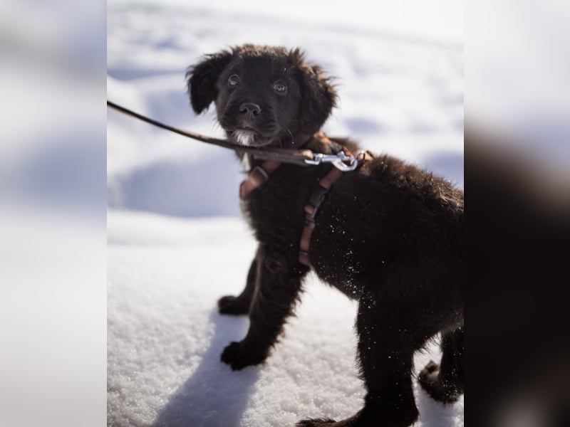 Buddy ein verspielter Clown