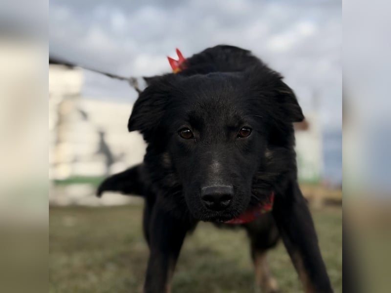 Amigo ein Engel auf vier Pfoten