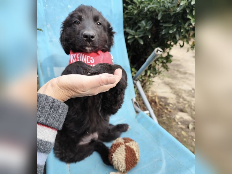 Kiko ein wundervoller Schatz Kiko ein wundervoller Schatz