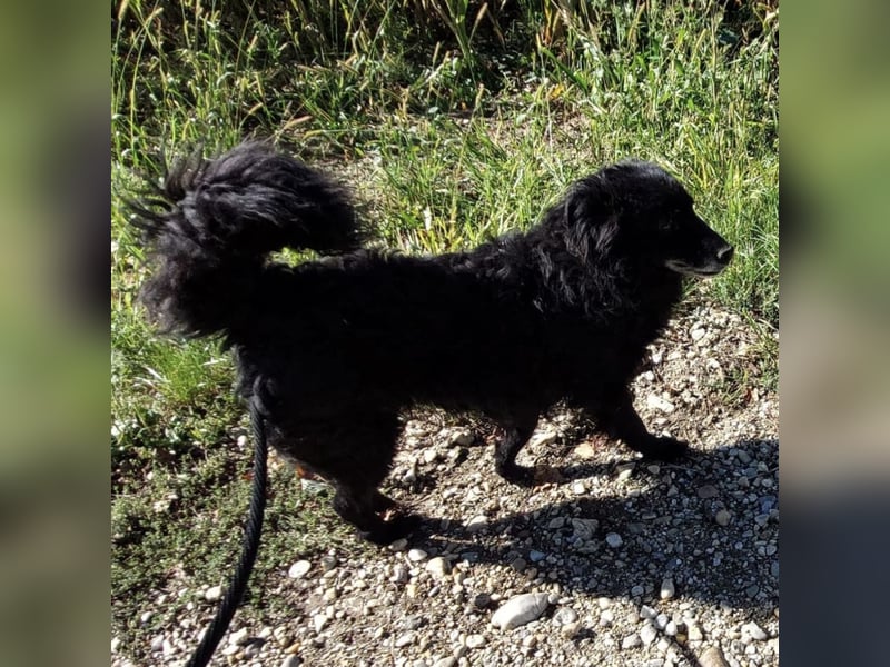 Zelda eine absolute Seelenhündin Zelda eine absolute Seelenhündin