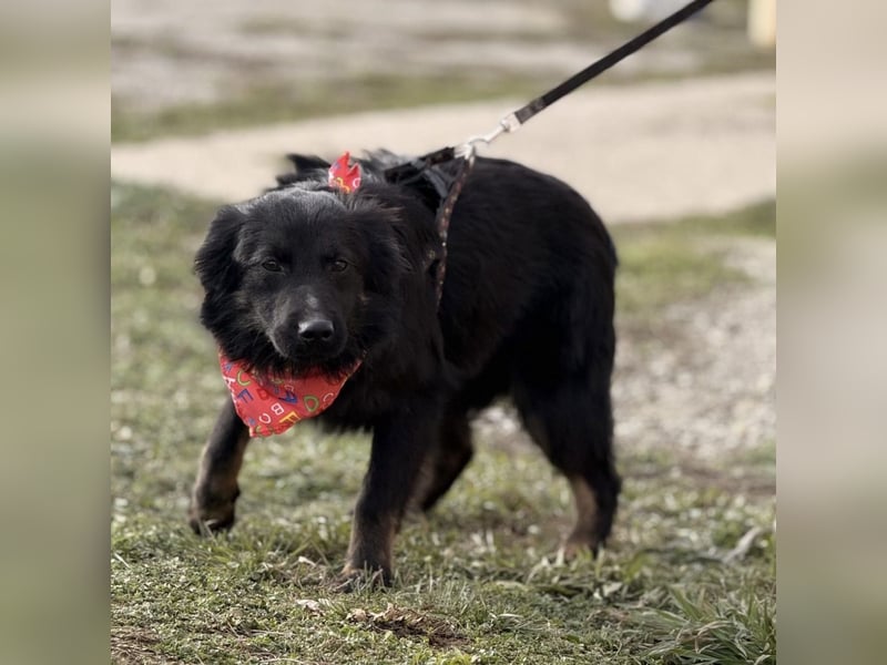 Amigo ein Engel auf vier Pfoten