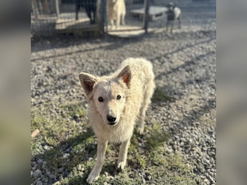 Tibor ein blonder verspielter Bub