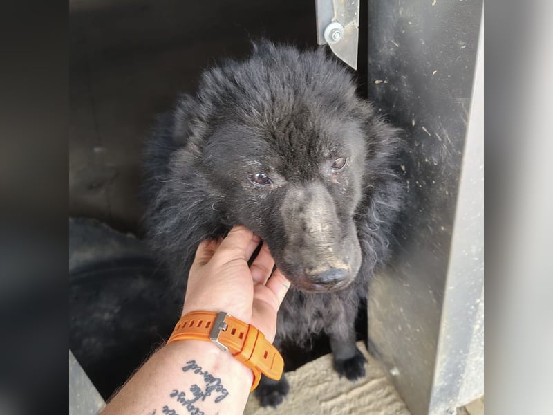 Lord - wird er je eine Chance bekommen?