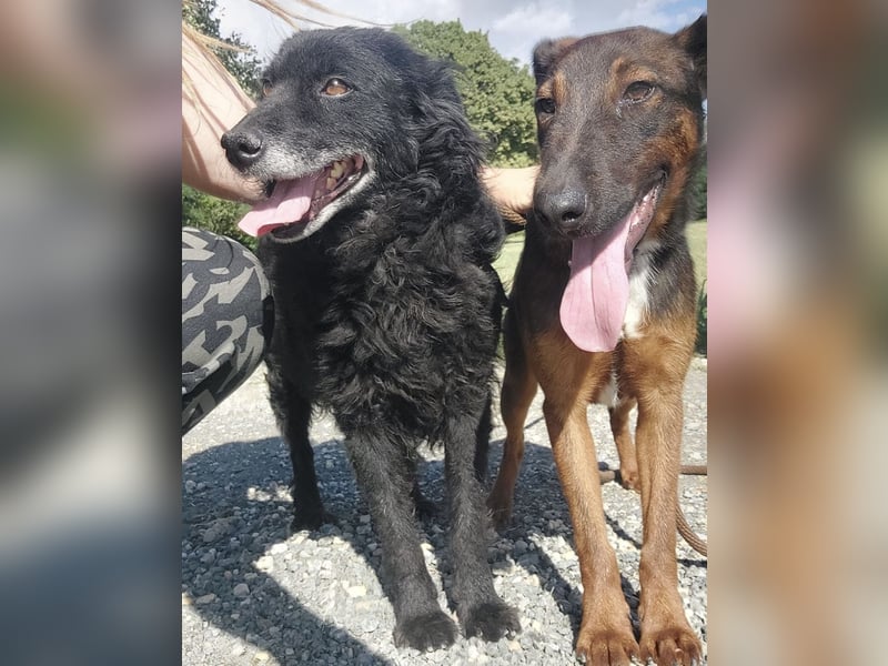 Zelda eine absolute Seelenhündin Zelda eine absolute Seelenhündin