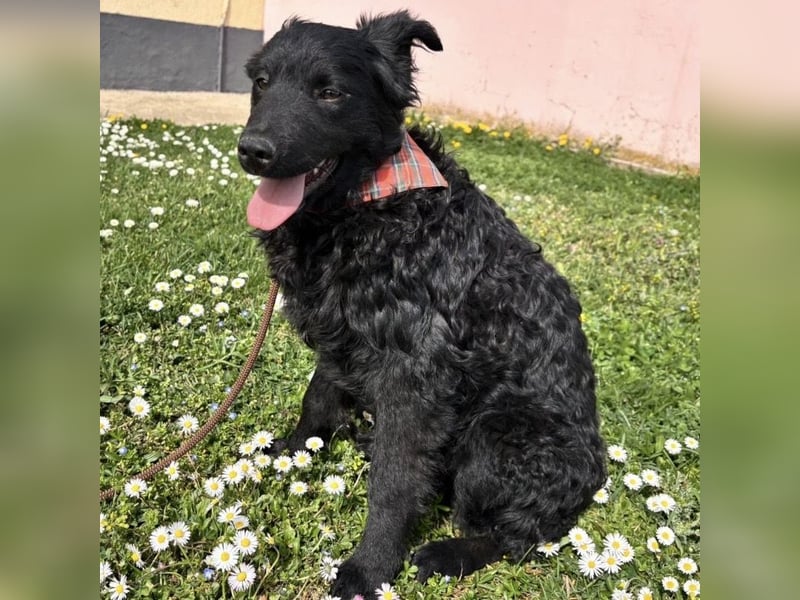 Stipo ein freundlicher Welpenbub