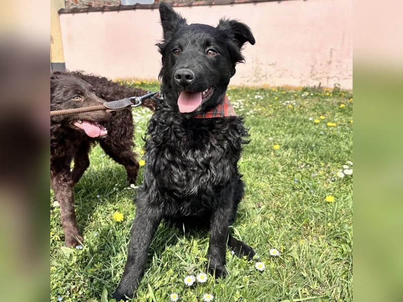 Stipo ein freundlicher Welpenbub