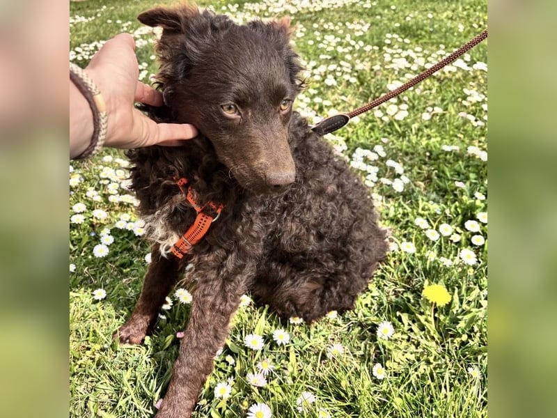 Kava eine treue Begleiterin fürs Leben