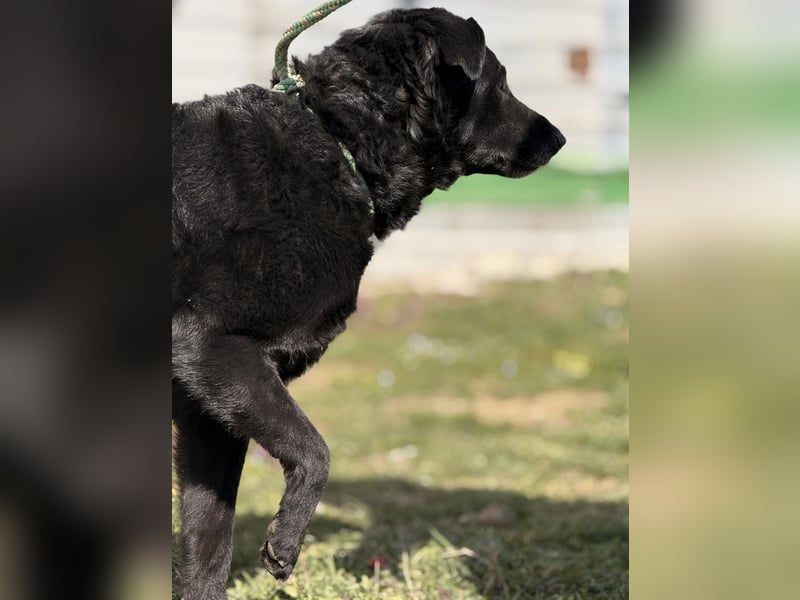 Boba eine fröhliche freundliche Hündin