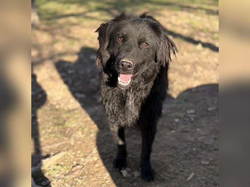 Indy ein zarter Hundebub