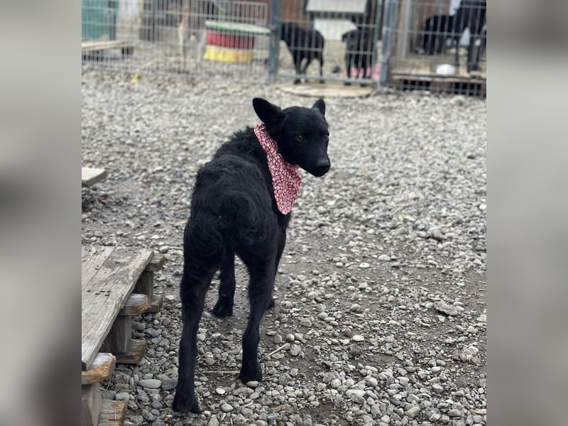 Layla ein sanfter ruhiger Schatz