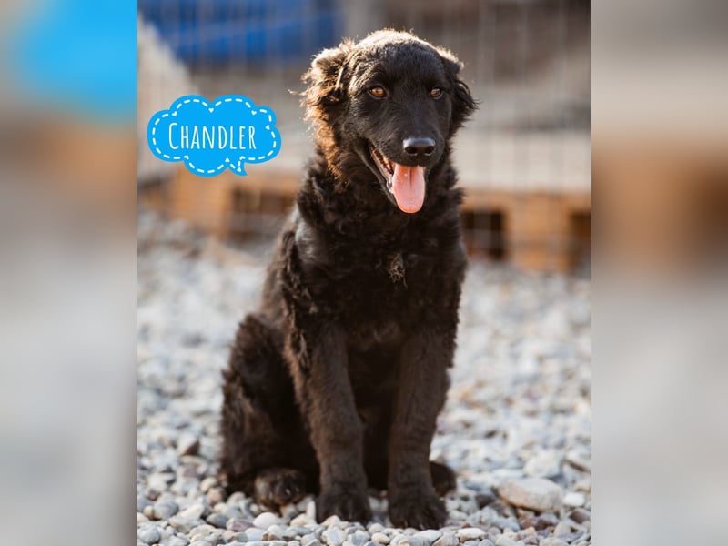 Chandler ein sanfter Schatz