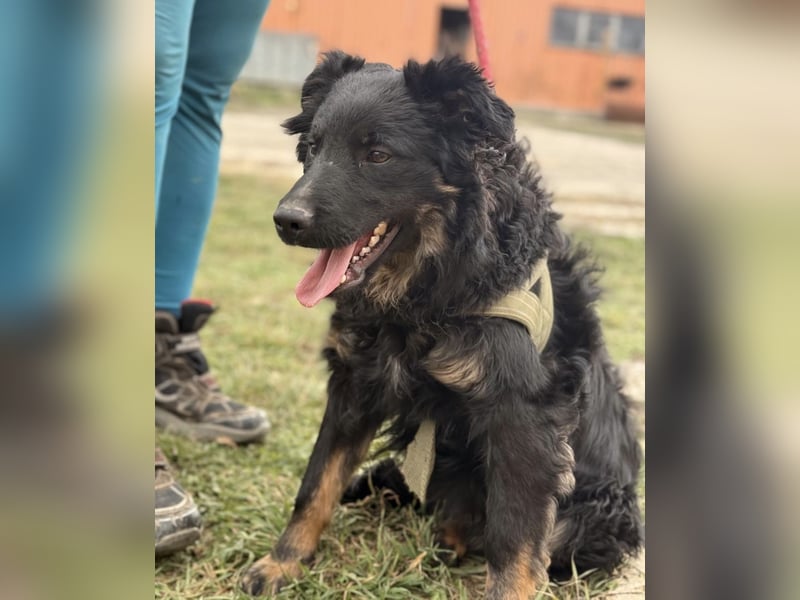 Atlas ein wundervoller Rüde