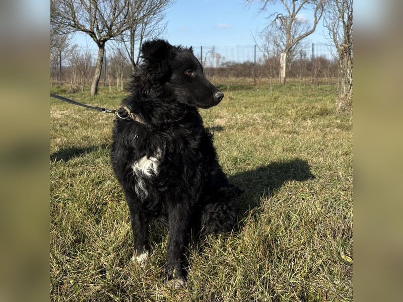 Charlie ein lieber Hundebub