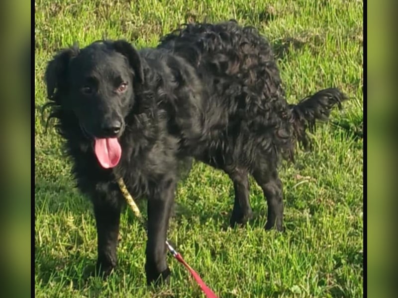 Buddy ein Traumwesen