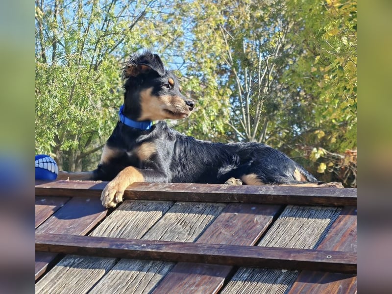 Pero ein kleiner fröhlicher