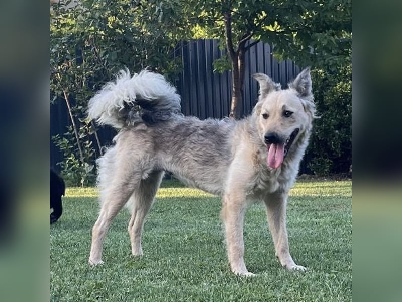 Lada eine gefangene Seele